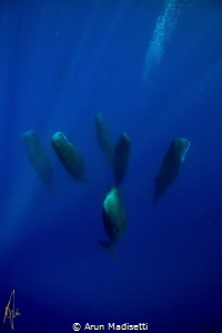 Sleeping giants. Pod of sleeping Sperm whale, taken under... by Arun Madisetti 